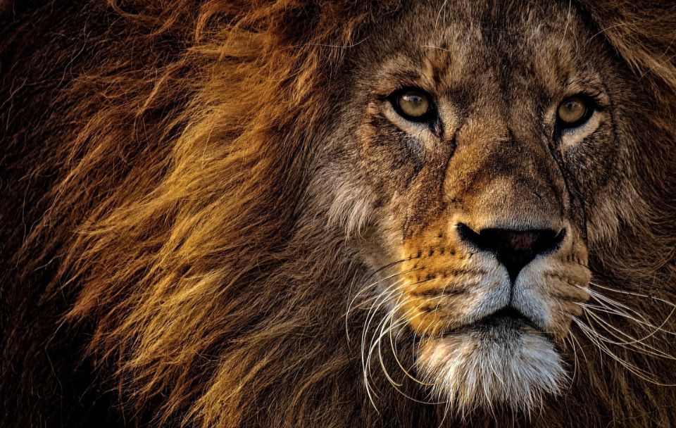 Image of a lion's head